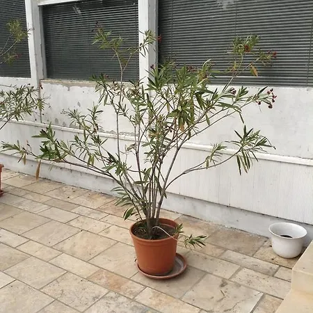 招待所 Babits Nyaralo